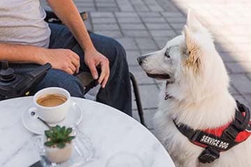 Can a Restaurant Refuse a Service Dog?